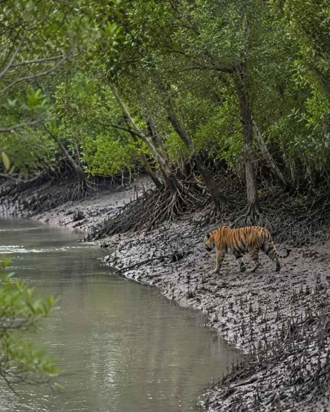 Sundarban Royal Bengal Tiger Safari