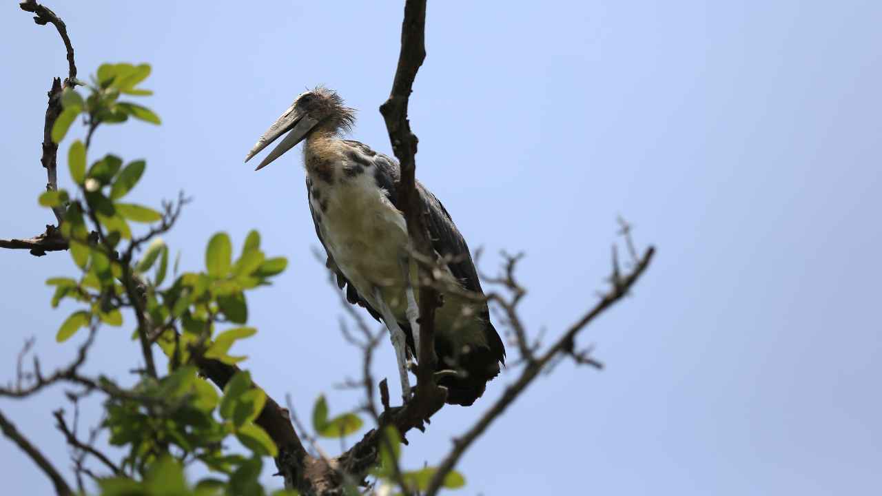 1 Day Sundarban Tour