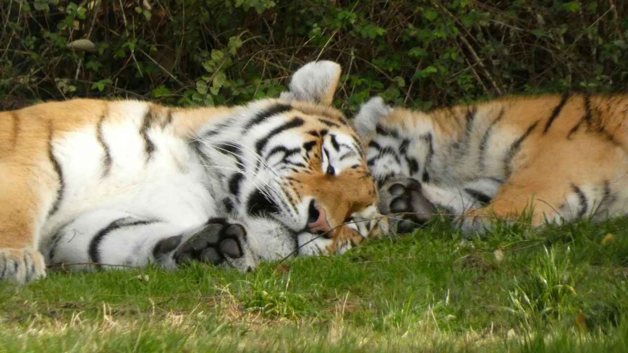 Sundarban 2 Night 3 Days Standard